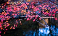 姚政 中国好声音